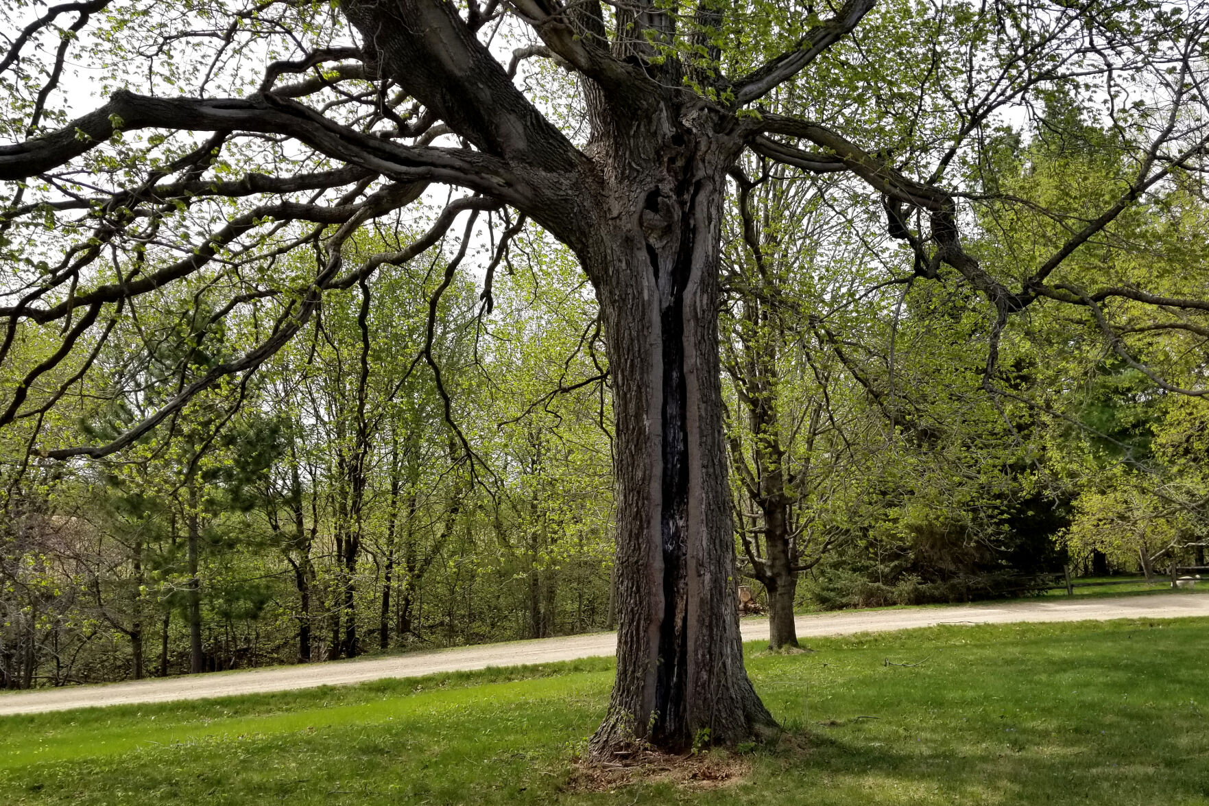 Leafing out 6x4.jpg